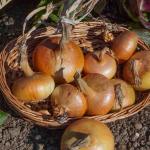 Potagères - Oignon Jaune Paille des Vertus - face recto